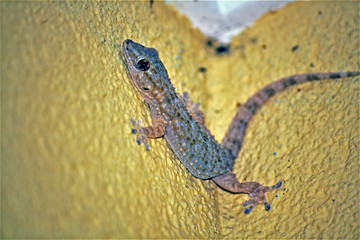 Tarentola mauritanica