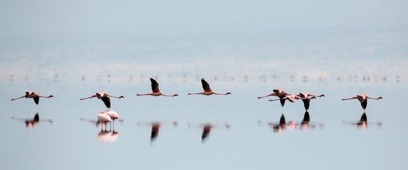 Flamingos in flight. Flying flamingos over the water of Natron Lake. Lesser flamingo. Scientific...