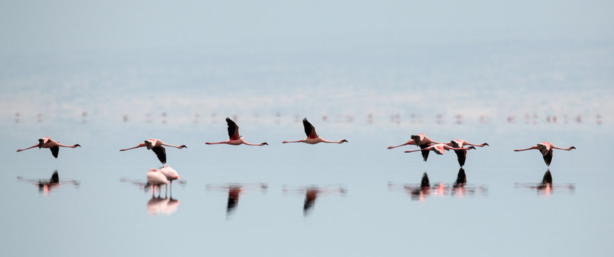 Fototapeta Flamingos in flight. Flying flamingos over the water of Natron Lake. Lesser flamingo. Scientific name: Phoenicoparrus minor. Tanzania.