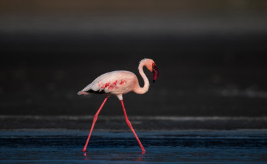 Obraz premium Walking Lesser flamingos Scientific name: Phoenicoparrus minor walk on the water of Lake Natron. Tanzania. Africa.