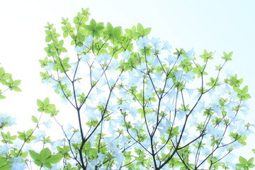 咲き乱れるシロヤシオ