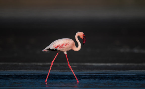 Fototapeta Walking Lesser flamingos Scientific name: Phoenicoparrus minor walk on the water of Lake Natron. Tanzania. Africa.