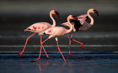 Naklejka premium Spacerowanie Mniejsze flamingi (nazwa naukowa: Phoenicoparrus minor) spacerują po wodzie jeziora Natron. Tanzania. Afryka.