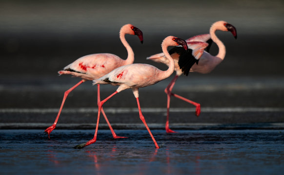 Fototapeta Walking Lesser flamingos (Scientific name: Phoenicoparrus minor) walk on the water of Lake Natron. Tanzania. Africa.