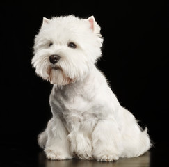 West highland white terrier Dog  Isolated  on Black Background in studio
