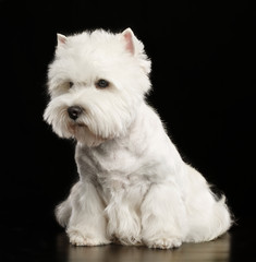 West highland white terrier Dog  Isolated  on Black Background in studio