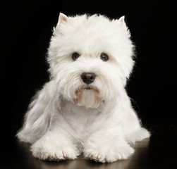 West highland white terrier Dog  Isolated  on Black Background in studio