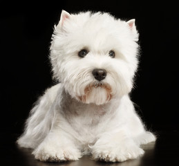 West highland white terrier Dog  Isolated  on Black Background in studio
