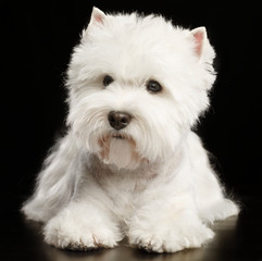 West highland white terrier Dog  Isolated  on Black Background in studio