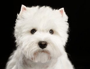 West highland white terrier Dog  Isolated  on Black Background in studio