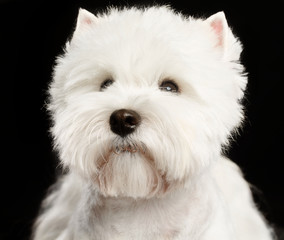 West highland white terrier Dog  Isolated  on Black Background in studio