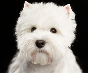 West highland white terrier Dog  Isolated  on Black Background in studio