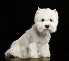 West highland white terrier Dog  Isolated  on Black Background in studio