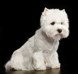 West highland white terrier Dog  Isolated  on Black Background in studio