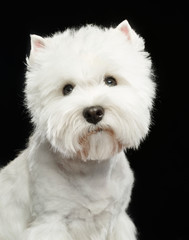 West highland white terrier Dog  Isolated  on Black Background in studio