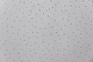 A close-up of a ceiling tile made of cellulose. Quite an interesting texture, which can be used as a background.