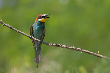Giovane gruccione europeo (Merops apiaster)