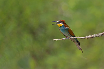 Giovane gruccione europeo (Merops apiaster)