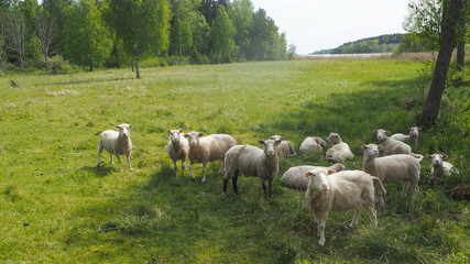 sheep curious outside
