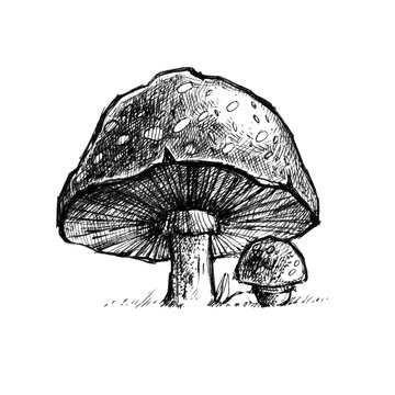 Hand drawn illustration with mushrooms. Engraving graphic style.