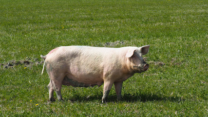 Obraz premium happy pigs living outside in sweden