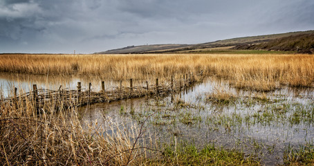 landscape with wattle fence fence bisecting pond in dramatic yellow reed bed
