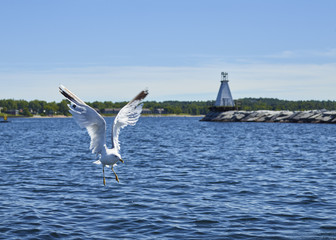 Seagull in Burlington harbour 271