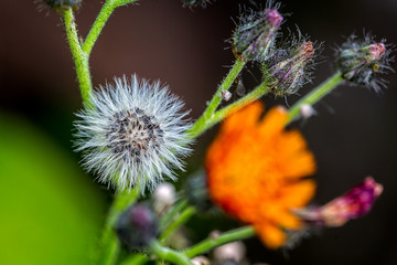 Close up of Dandelion head