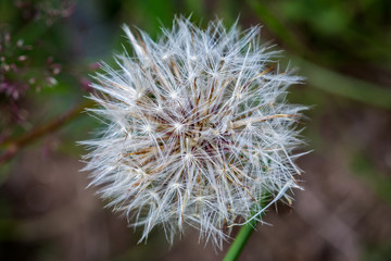 Close up of Dandelion head