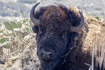 American Bison laying down in the shade close up of head