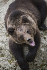 a young brown bear on rock during summer