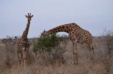 girafa_kruger_park