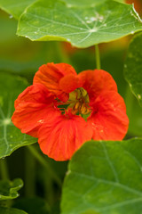 single red flower surrounded by round green leaves