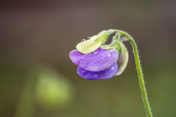 purple flower bud with water drops on the tip of a thin branch with creamy green background