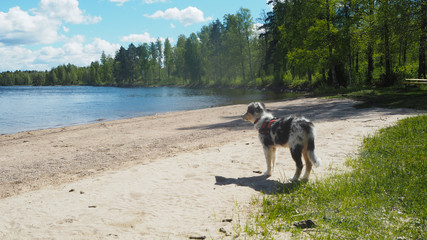 puppy at the lake