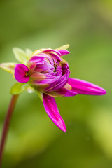 beautiful pink flower bud with green background