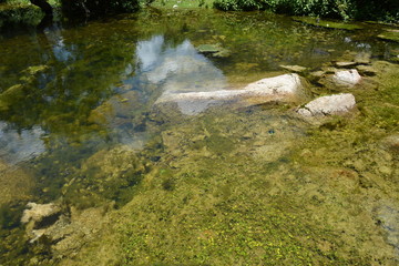 river in the forest