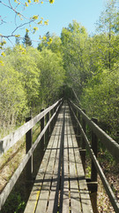 long bridge in forest