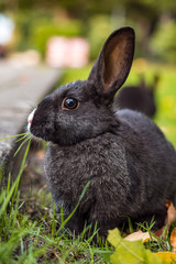 close up of cute black bunny eating grass on the field