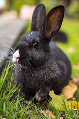close up of cute black bunny eating grass on the field