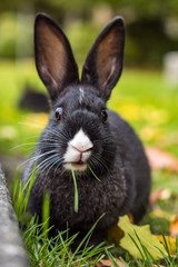 close up of cute black bunny with white nose having a piece of grass in its mouth