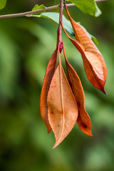 couple dry orange autumn leaves hanging on branch