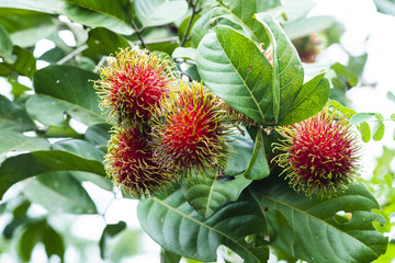 Fresh Rambutan fruit with sweet red shell, Thailand.
