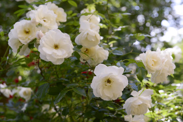 Obraz na płótnie Canvas Roses in garden