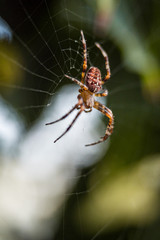 close up of brown spider on the web
