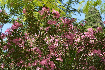Pink Oleander Nerium shrub grows in the tropical garden