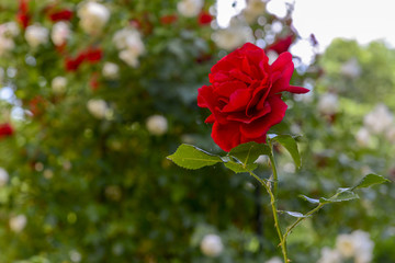 Fototapeta na wymiar Roses in garden