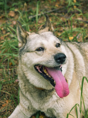 Grey siberian husky dog in green grass