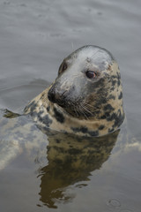 Fototapeta premium a seal in the water, a close up