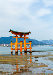 厳島神社の大鳥居と鹿